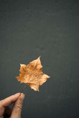307/365: 03.11.2025 - Ahornblatt