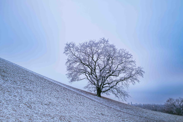 363/365: 29.12.2025 - Olympiaberg (Schuttberg)