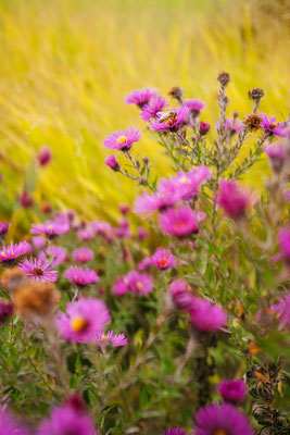 285/365: 12.10.2025 - Biene auf Aster 