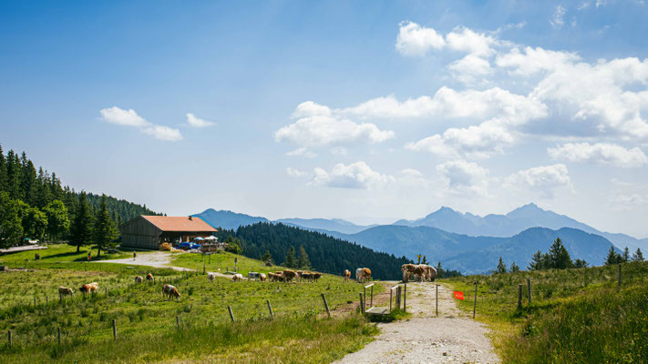 170/365: 19.06.2025 - Gindelalm