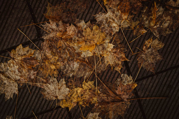 322/365: 18.11.2025 - Ahornblätter