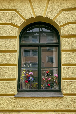 153/365: 02.06.2025 - Fensterblumen