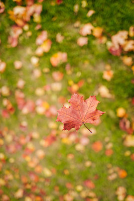 286/365: 13.10.2025 - Englischer Garten