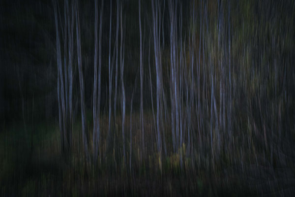 305/365: 01.11.2025 - Birken am Schliersee (Wischtechnik)