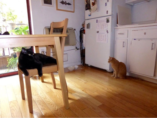 mit den zwei lieben Katzen Smeagol und Stinker; Byebye