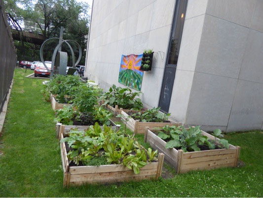 Mitten in Manhattan, ein Gemüsegarten