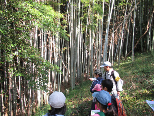 放置竹林：昔は、みかん畑や茶畑だったが、耕作放棄された後、竹が侵食して見晴らしの悪い暗い山になってしまった。