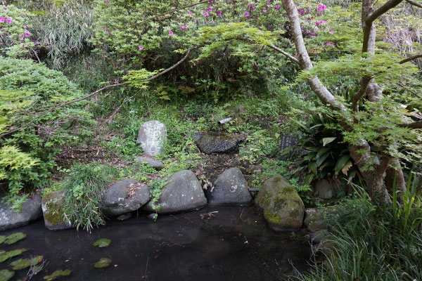 裏庭の湧水