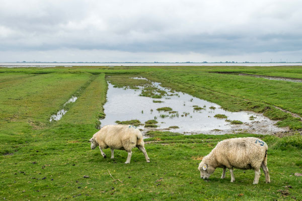 Husum