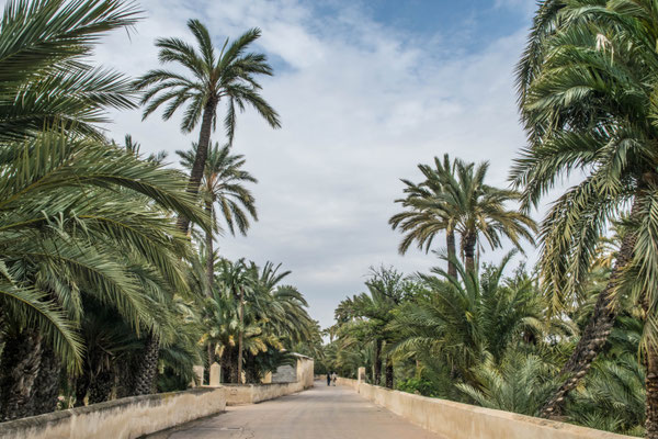 Elche, El Palmeral