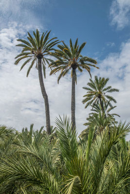 Elche, El Palmeral