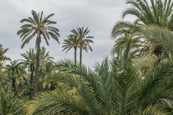 Elche, El Palmeral