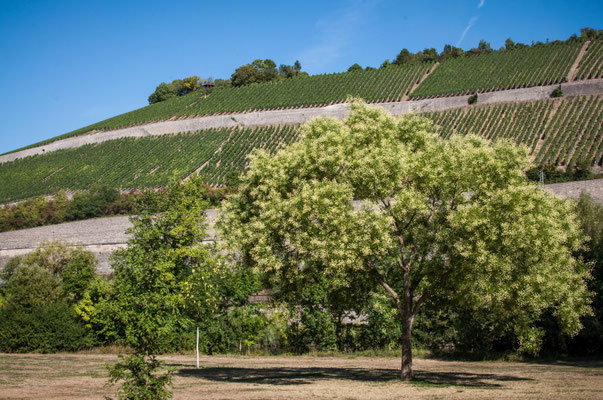Würzburg