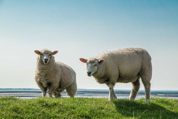 Sankt Peter-Ording