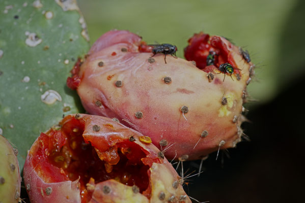 Viktor Bayer, Insel I, Fotografiedruck auf Papier, 60x80 mit Rahmen, € 150,-