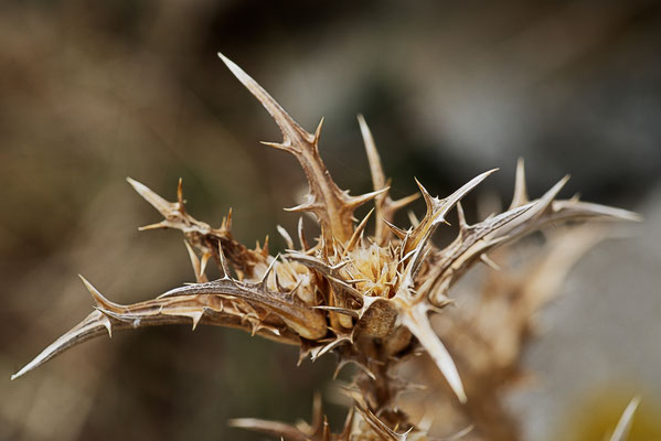 Viktor Bayer, Insel IV, Fotografiedruck auf Papier, 60x80 mit Rahmen, € 150,-