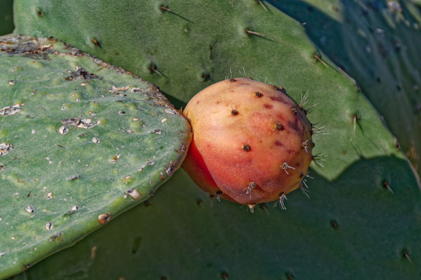 Viktor Bayer, Insel II, Fotografiedruck auf Papier, 60x80 mit Rahmen, € 150,-