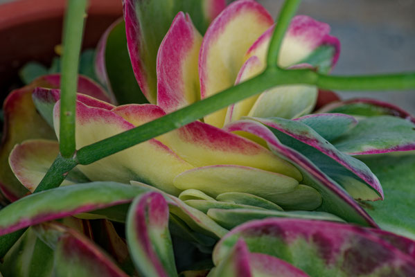 Viktor Bayer, Insel V, Fotografiedruck auf Papier, 60x80 mit Rahmen, € 150,-