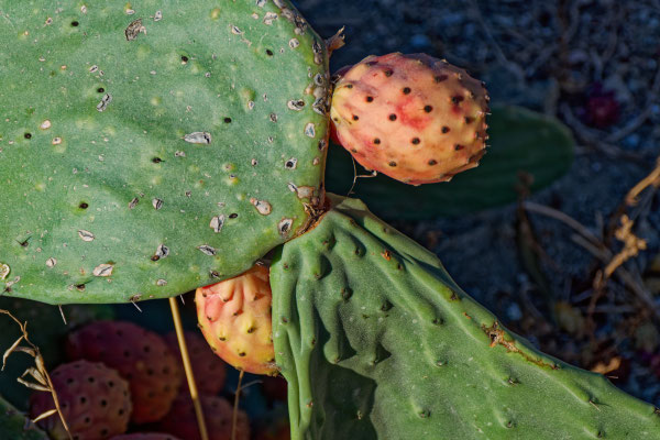 Viktor Bayer, Insel III, Fotografiedruck auf Papier, 60x80 mit Rahmen, € 150,-