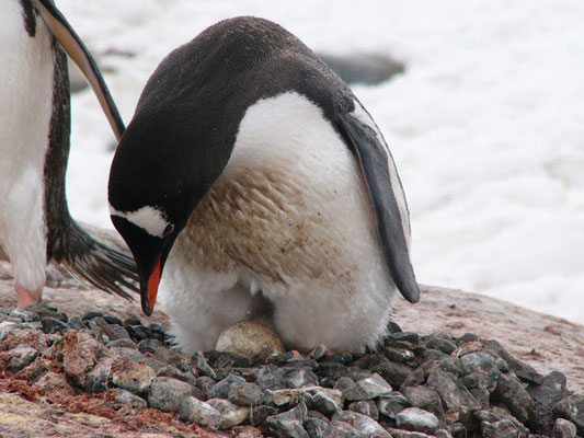 Brütender Gentoo-Pinguin