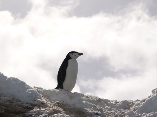Chinstrap-Pinguin