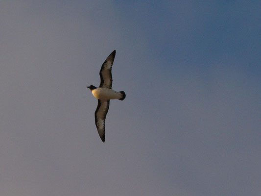 Petrel