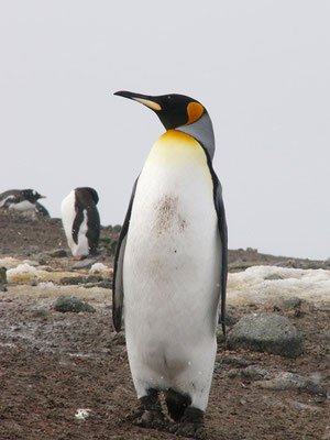 Königspinguin
