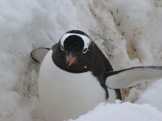 Gentoo-Pinguin