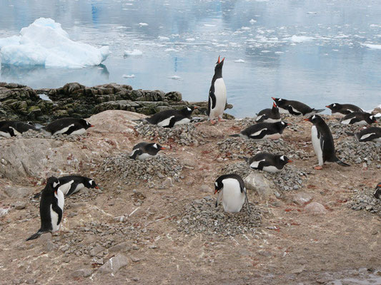 Gentoo-Pinguine