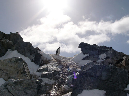 Chinstrap-Pinguin