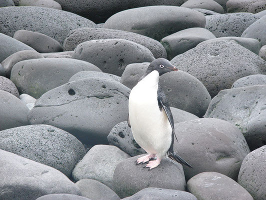 Adelie-Pinguin