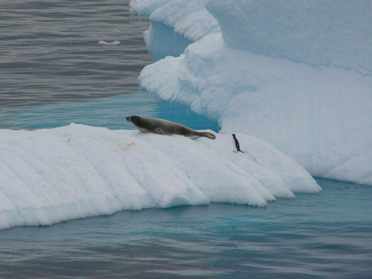 Crabeater Seal und Pinguin