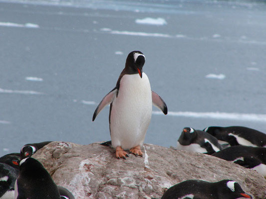 Gentoo-Pinguin