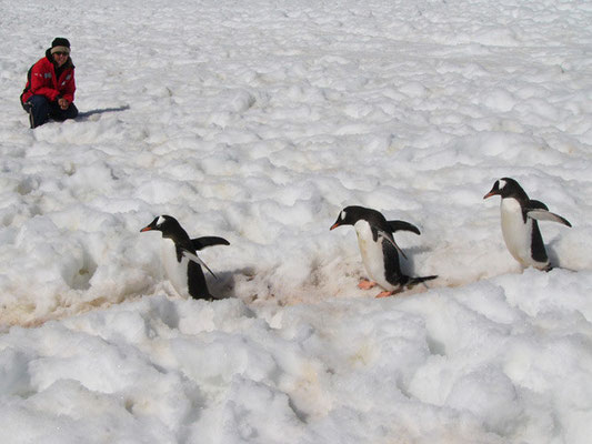 Rush Hour bei den Pinguinen