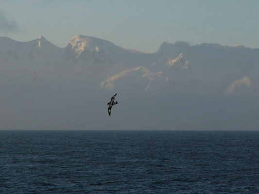 Pintada Petrel