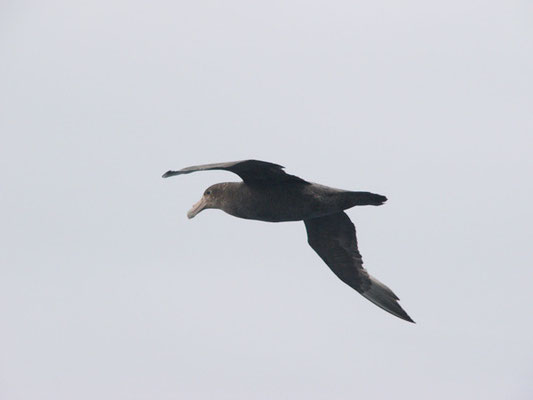 Petrel