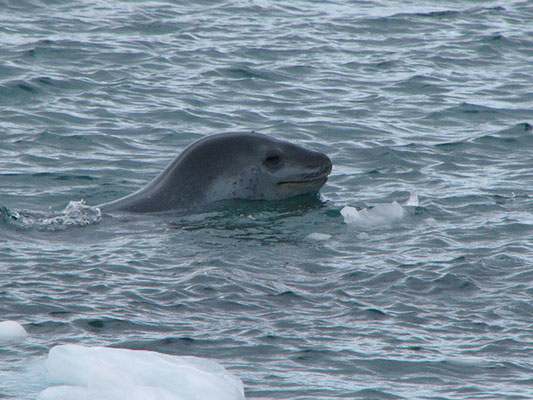 Leopard Seal
