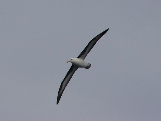 Wandering Albatros