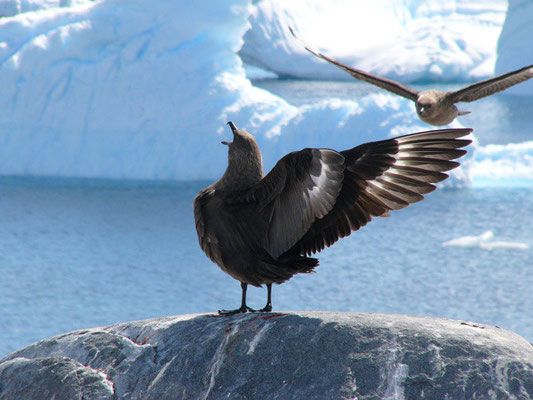 Skua