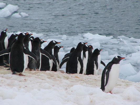 Pinguine
