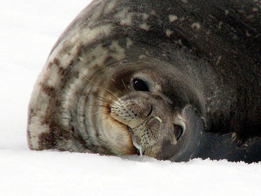 Wedell Seal