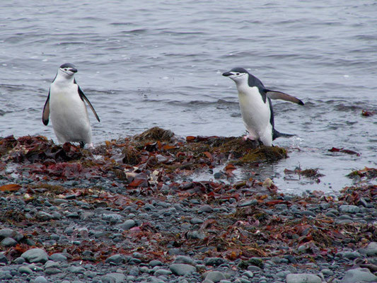 Chinstrap-Pinguine