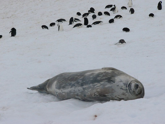 Wedell Seal