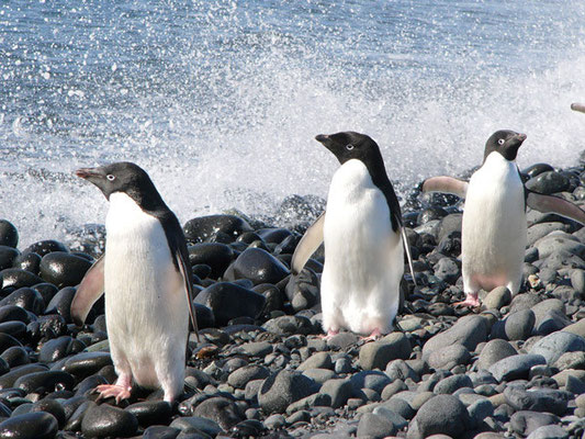 Adelie-Pinguine