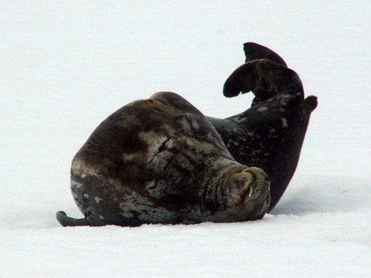 Wedell Seal