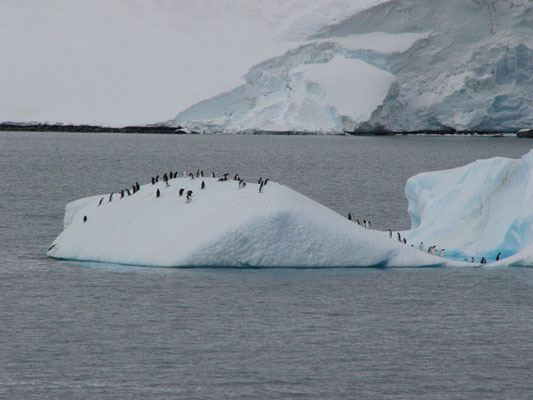 Pinguine