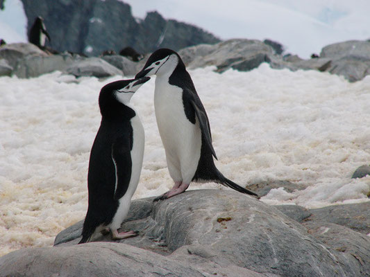 Chinstrap-Pinguine