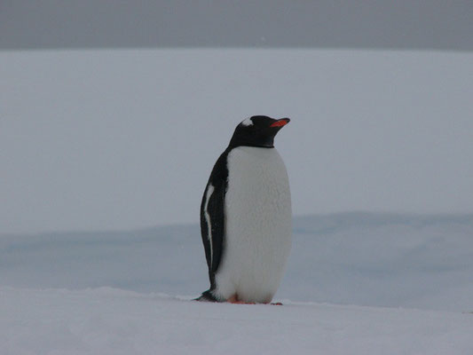 Gentoo-Pinguin