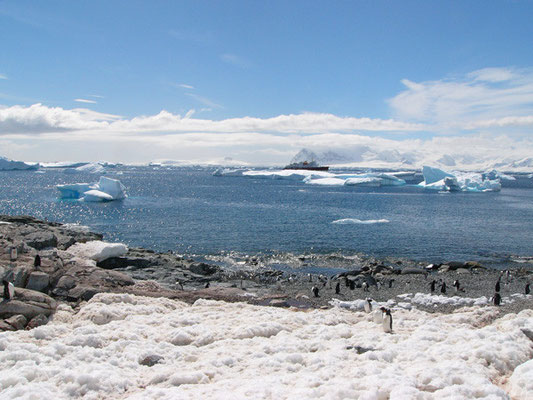 Cuverville Island