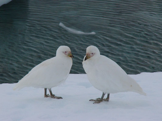 Snowy Sheathbills